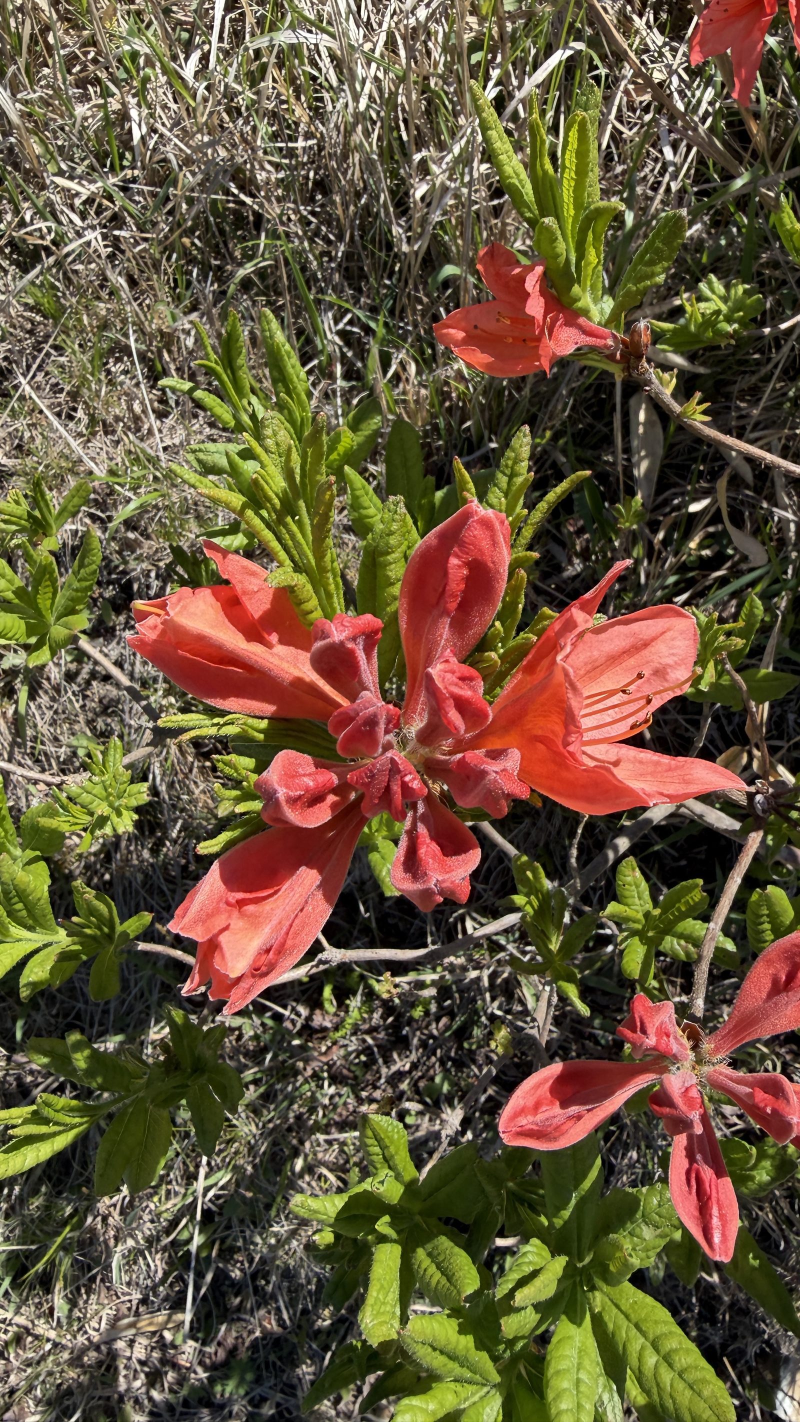高原に咲く花